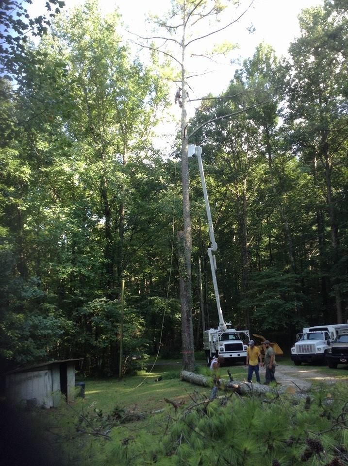 Best Tree Services In Huntsville, Madison County, Counties, And