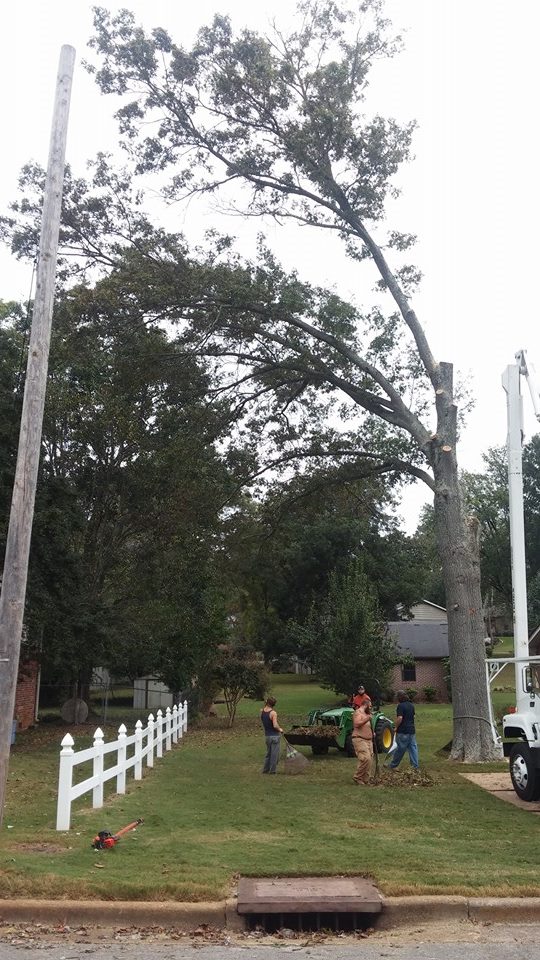 Most Reliable Stump Removal and Tree Services In Huntsville, AL Mark