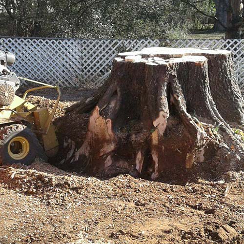 Stump Removal | Stump Grinding Services | Mark Allison Tree Service