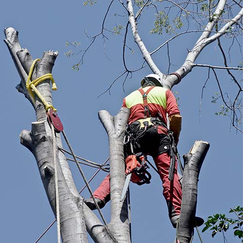 Tree Removal | Tree Maintenance Services | Mark Allison Tree Service